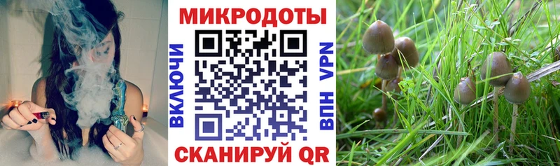 Купить где  Козловка  Псилоцибиновые грибы прущие грибы 